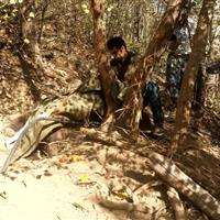 نجات یک قلاده خرس قهوهای در آمل و رهاسازی در زیستگاه طبیعی