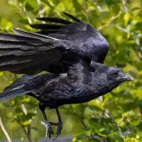 ترفند جادویی برای شکار بهتر!