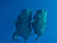 خواب خانواده نهنگها در کنار هم