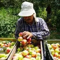 برداشت سیب از باغ‌های اهر