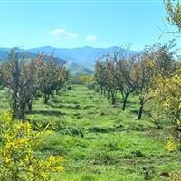 پاییز بهاری در گِرمی، عاشقانهای از طبیعت