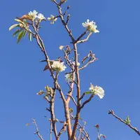 تصویری عجیب از شکوفه پائیزی درختان در طارم زنجان؛ امروز 