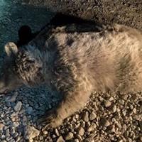 یک قلاده خرس قهوهای ماده در شهرستان نور با گلوله کشته شد