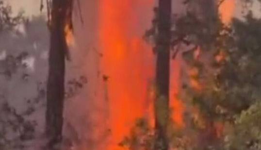 آتش سوزی در باغ تاریخی چشمهبلقیس چرام کهگیلویه و بویراحمد