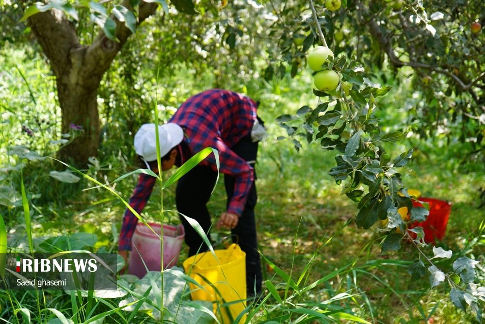 برداشت سیب از باغهای اهر