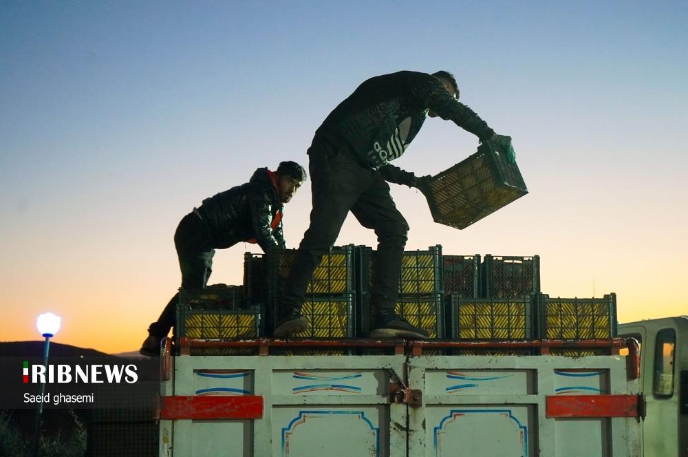 برداشت سیب از باغهای اهر