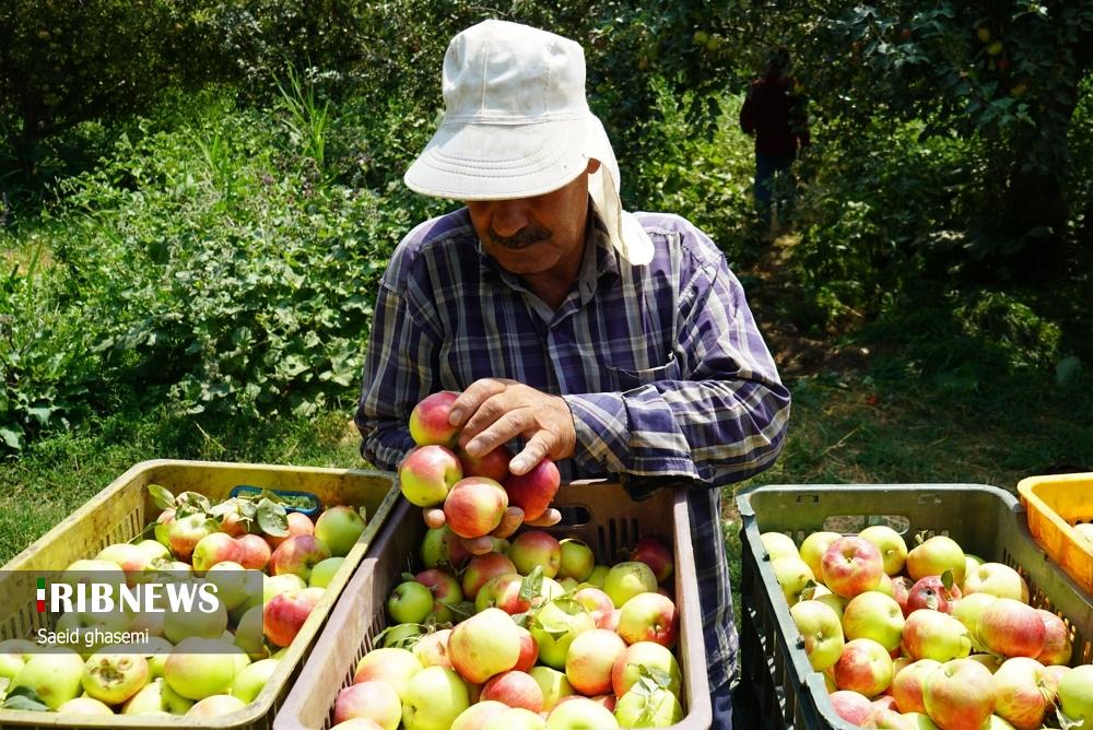 برداشت سیب از باغهای اهر