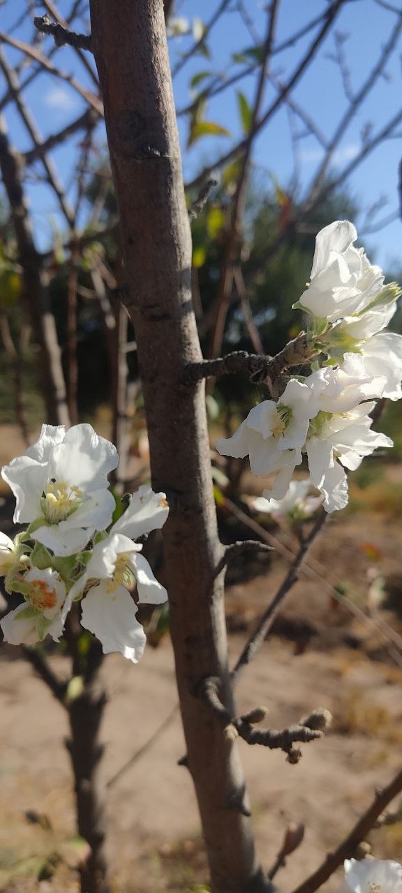 تصویری عجیب از شکوفه پائیزی درختان در طارم زنجان؛ امروز 