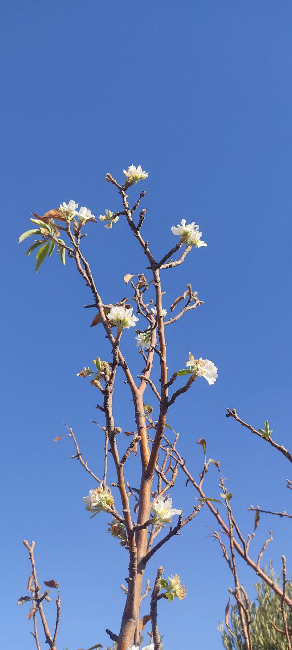 تصویری عجیب از شکوفه پائیزی درختان در طارم زنجان؛ امروز 