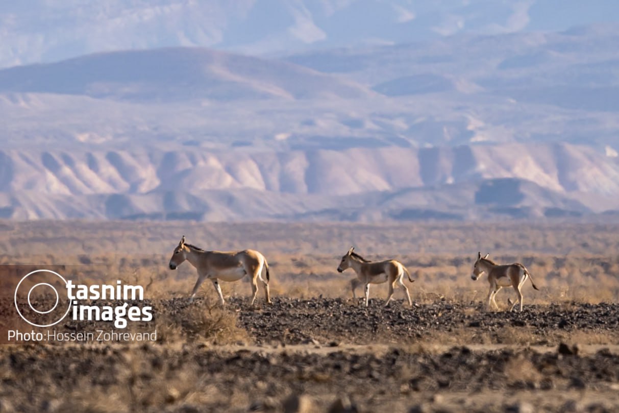 عکس/ احیای گورخر ایرانی در پارک ملی کویر