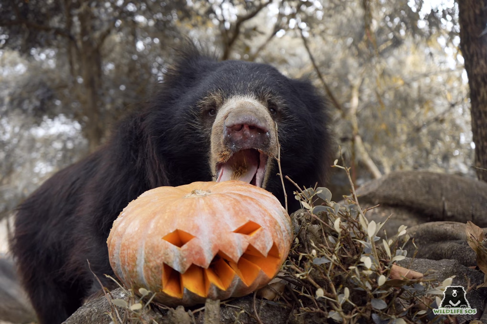 عکس/بهترین عکس‌های حیات وحش در هفتۀ گذشته