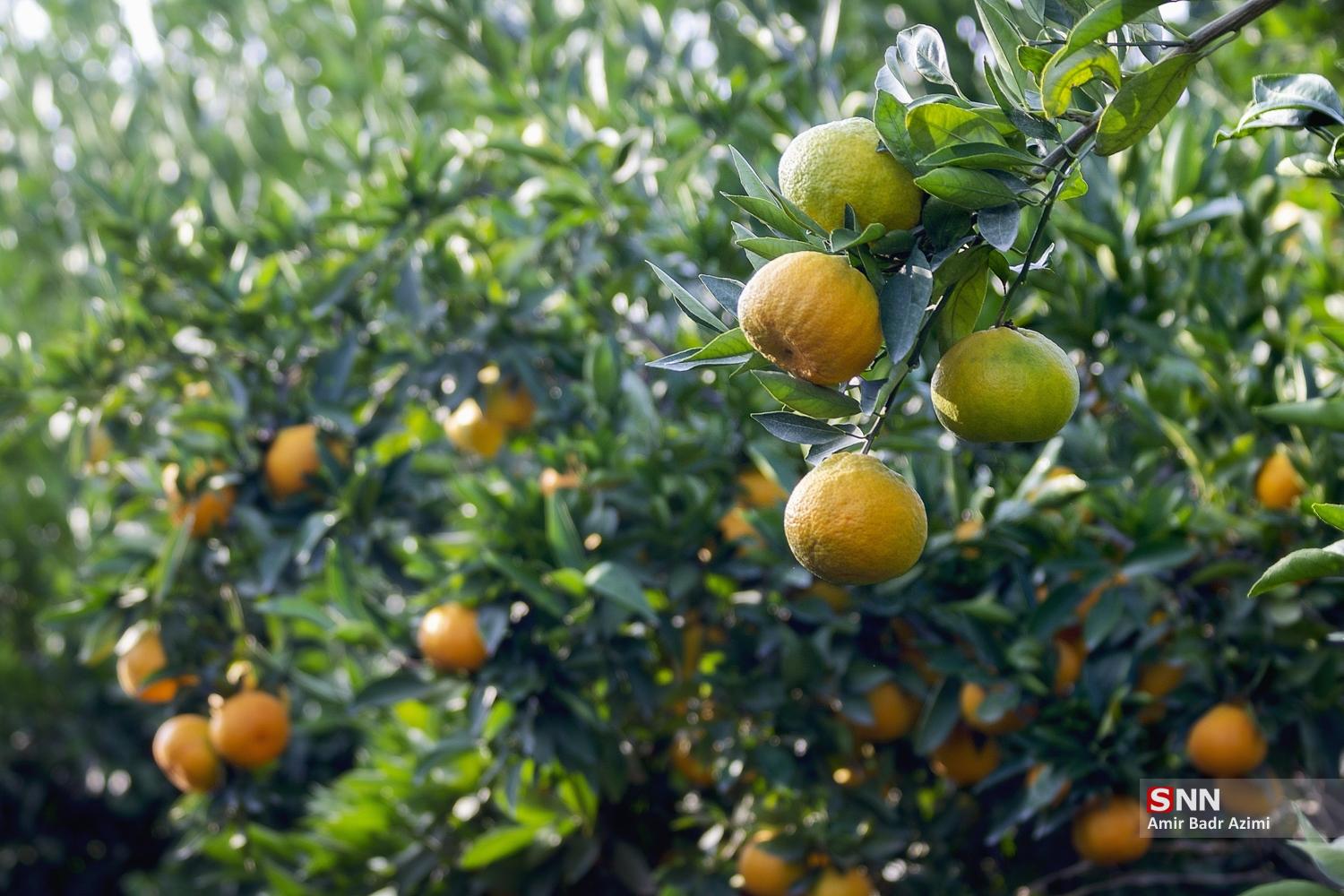برداشت نارنگی از باغات هاشم‌آباد گرگان