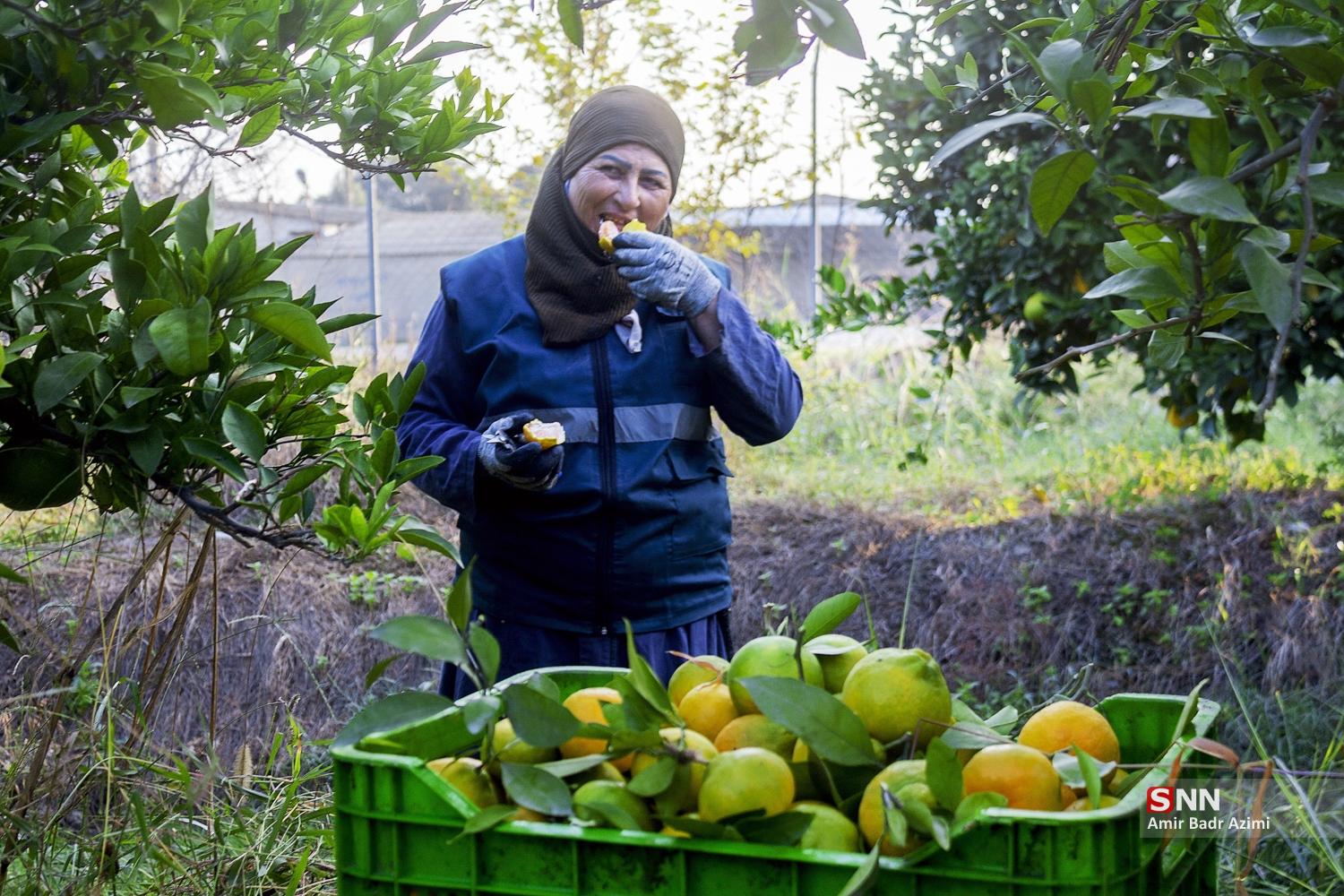 برداشت نارنگی از باغات هاشم‌آباد گرگان