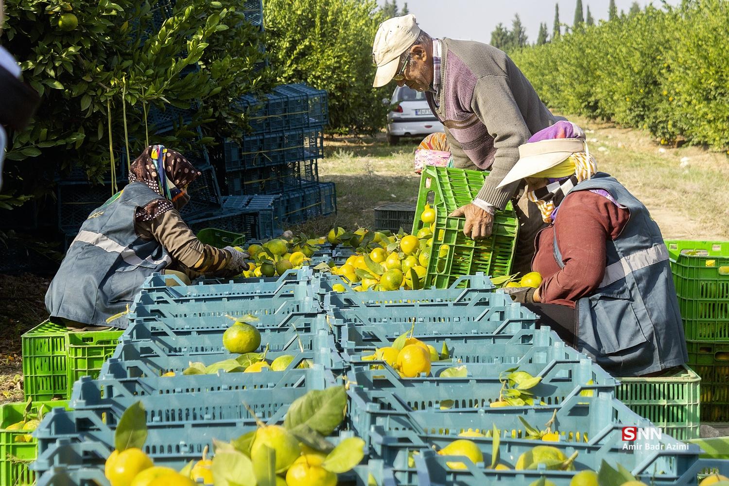 برداشت نارنگی از باغات هاشم‌آباد گرگان