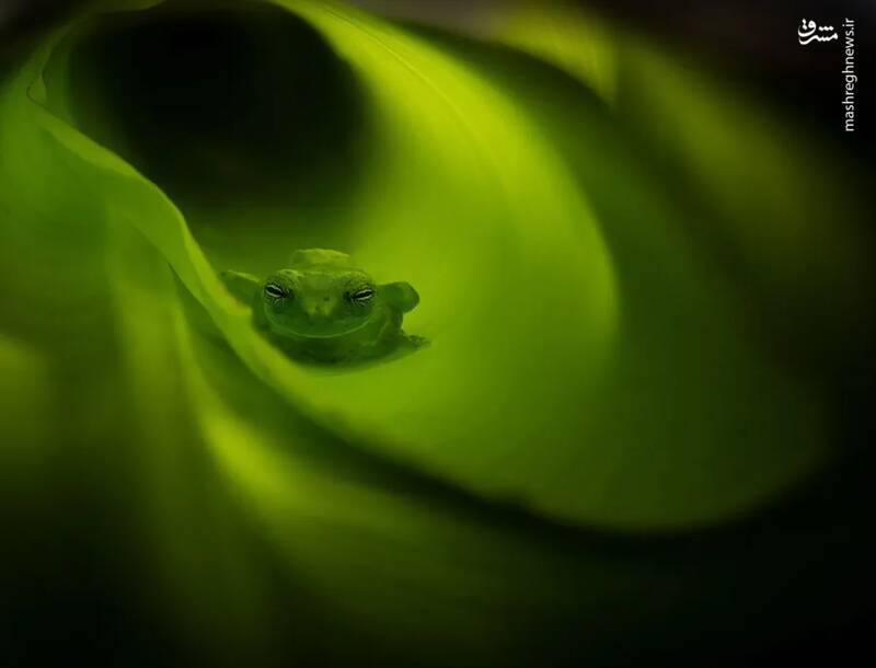 شکار لحظه‌های ناب طبیعت توسط کاربران شبکه‌های اجتماعی