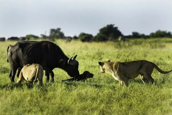 نگاه دردناک بوفالوی مادر به شکار شدن گوسالهاش توسط شیر