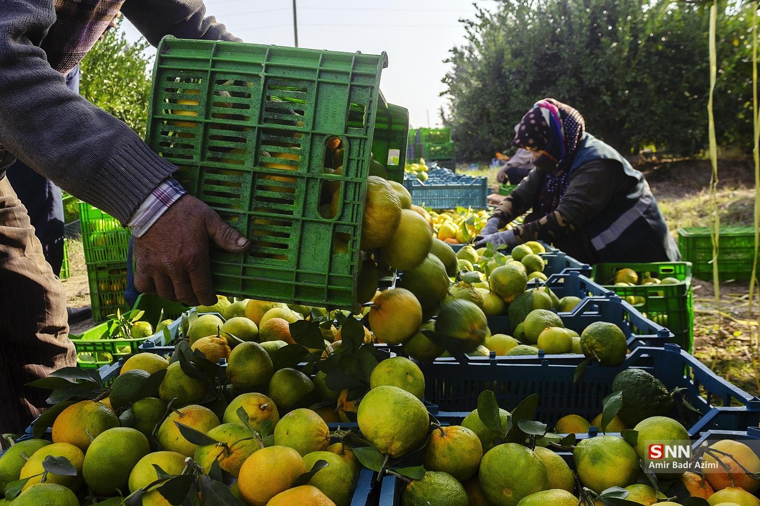 برداشت نارنگی از باغات هاشم‌آباد گرگان