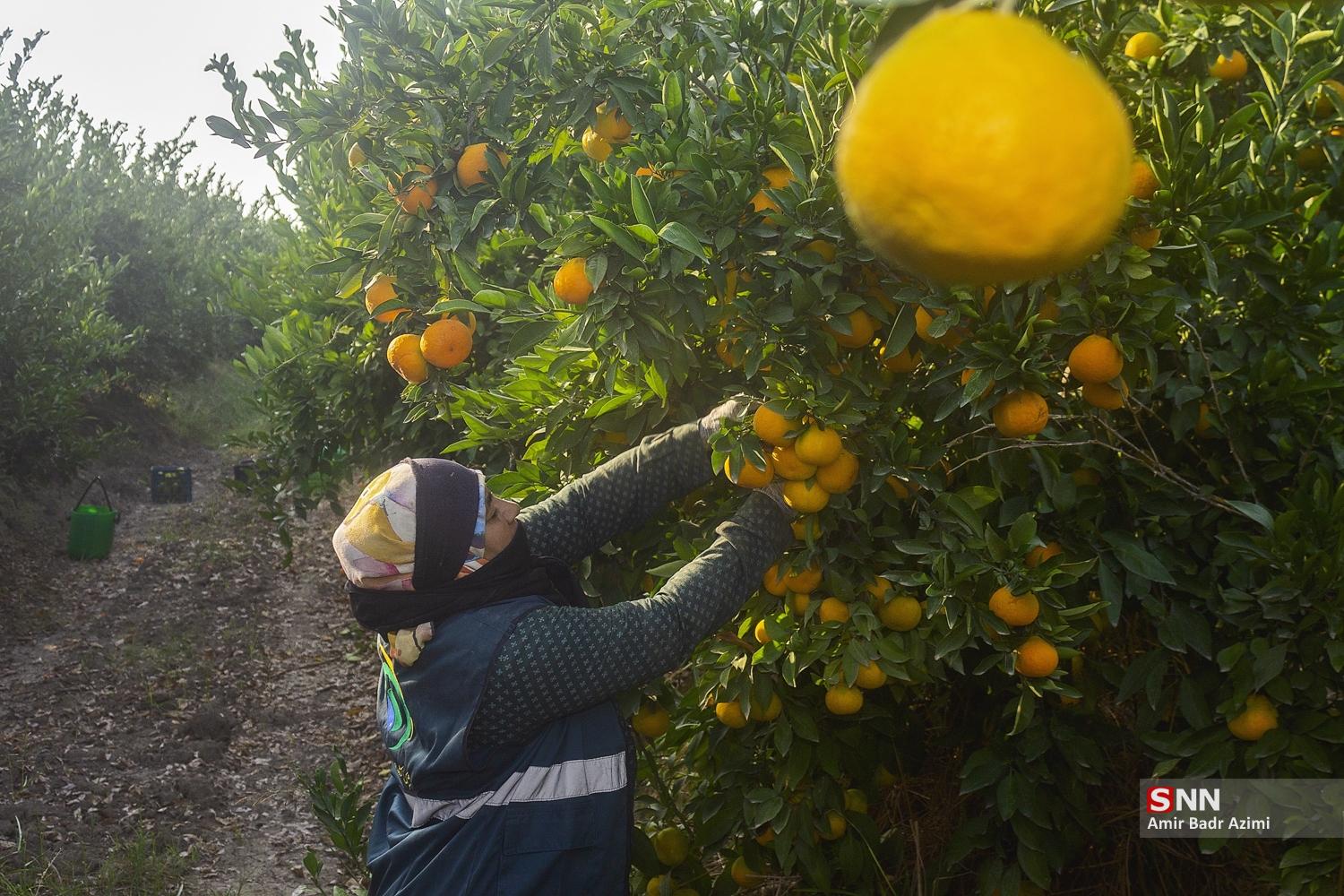 برداشت نارنگی از باغات هاشم‌آباد گرگان
