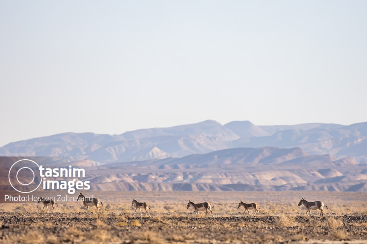 عکس/ احیای گورخر ایرانی در پارک ملی کویر