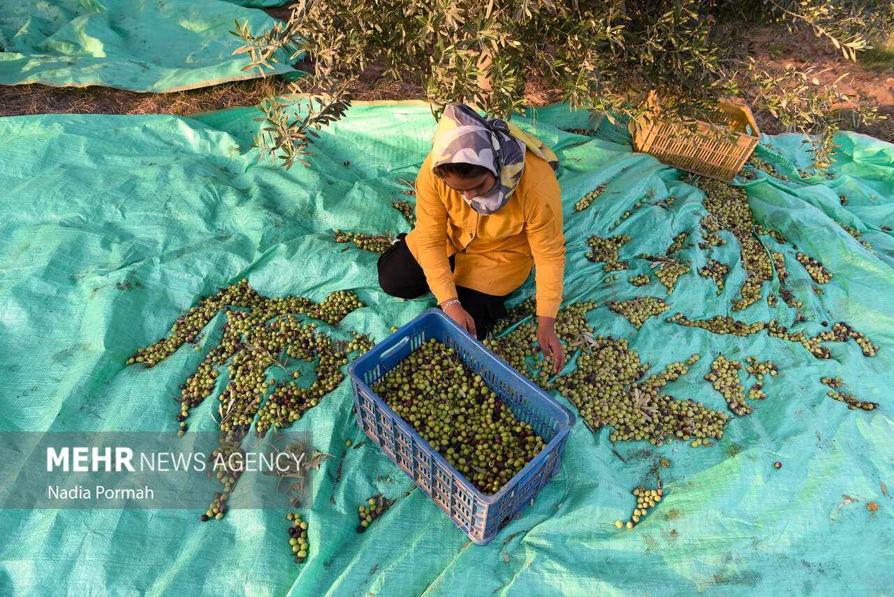 برداشت زیتون از باغات علی‌آباد کتول