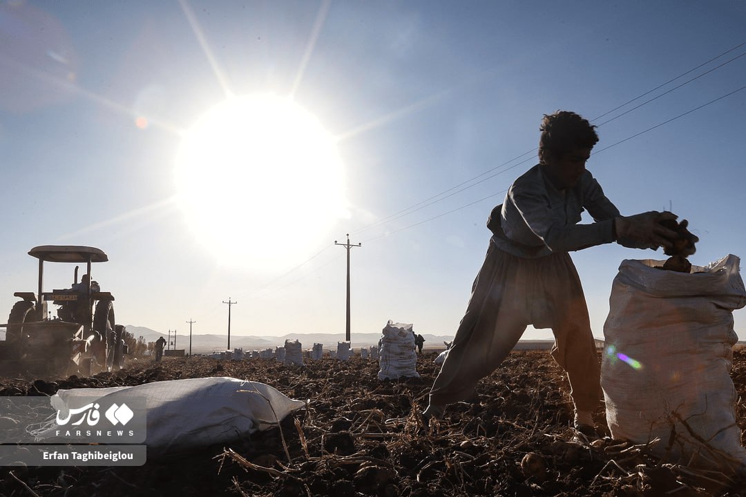  برداشت سیب‌زمینی در زنجان