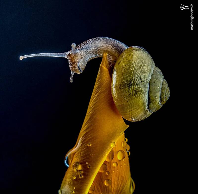 شکار لحظه‌های ناب طبیعت توسط کاربران شبکه‌های اجتماعی