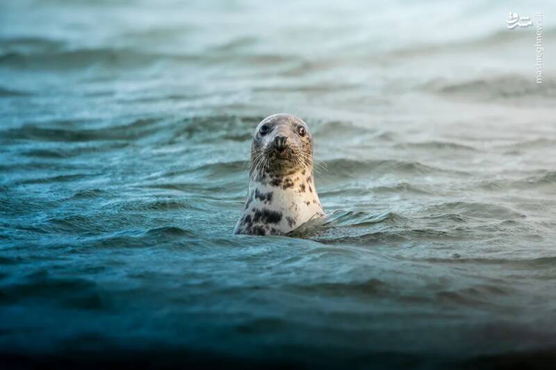 شکار لحظه‌های ناب طبیعت توسط کاربران شبکه‌های اجتماعی
