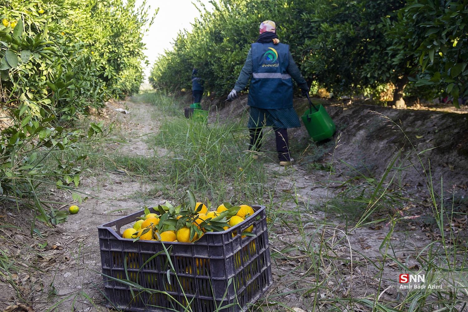 برداشت نارنگی از باغات هاشم‌آباد گرگان
