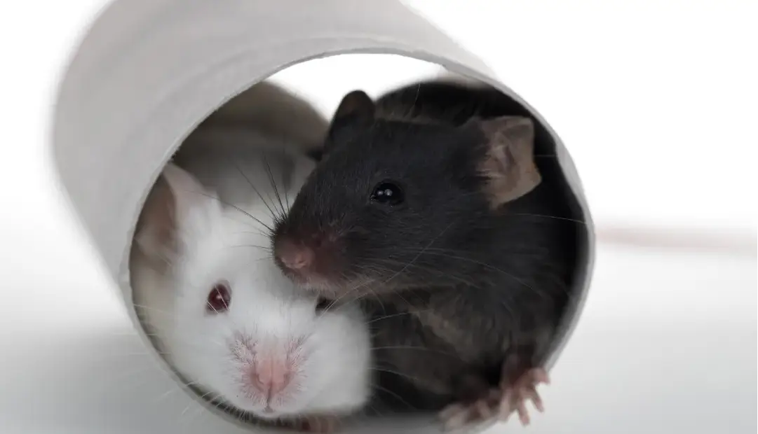 درمان ضدپیری جدید عمر موشها را تا ۷۳ درصد افزایش داد؛ البته فقط در نرها