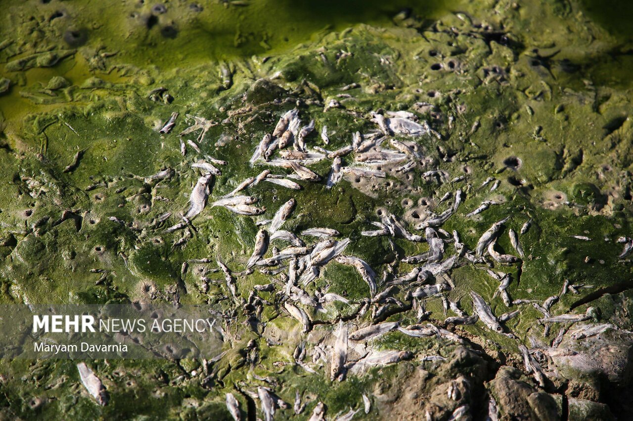 عکس/ مرگ دست جمعی ماهی‌ها در سد عبدل آباد بجنورد