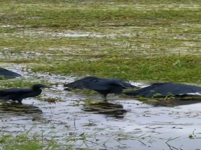 کلاغ‌های ماهی‌گیر؛ شکار با بال‌های چتری!