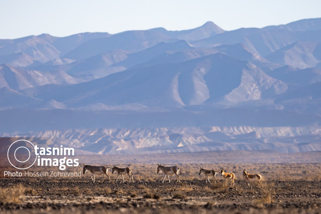 عکس/ احیای گورخر ایرانی در پارک ملی کویر