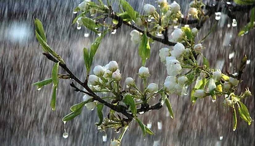 ثبت ۵۶ میلیمتر باران در بندرگز گلستان