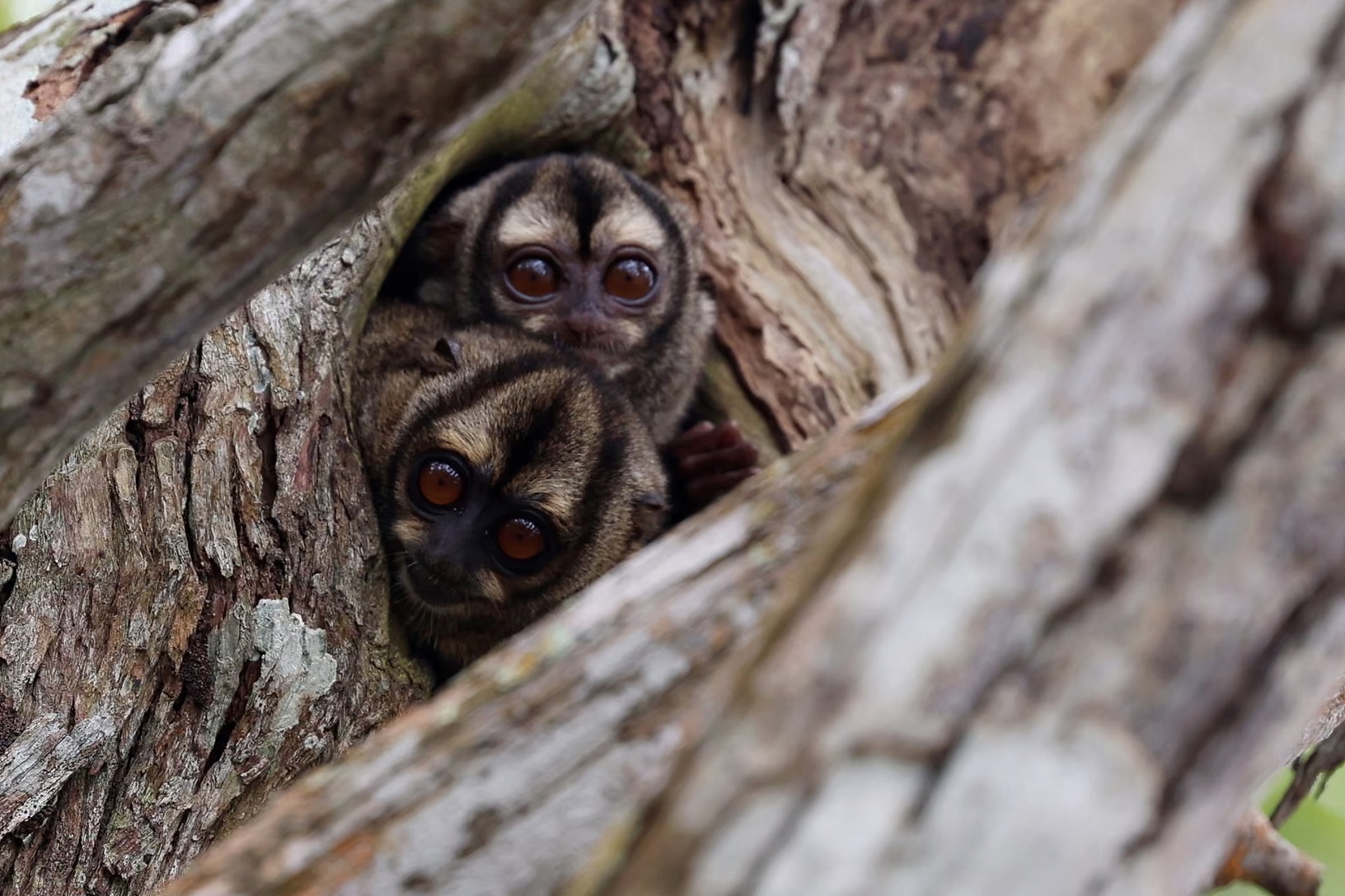 عکس/بهترین عکس‌های حیات وحش در هفتۀ گذشته