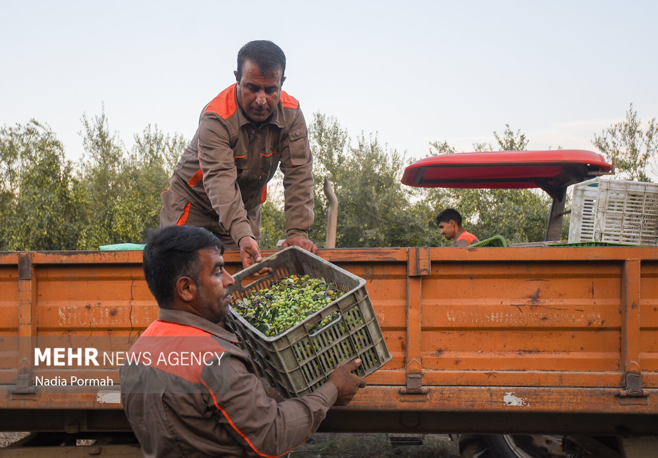 برداشت زیتون از باغات علی‌آباد کتول