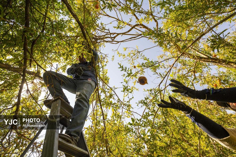 برداشت انار از باغ‌های یزد