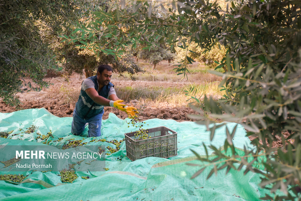 برداشت زیتون از باغات علی‌آباد کتول