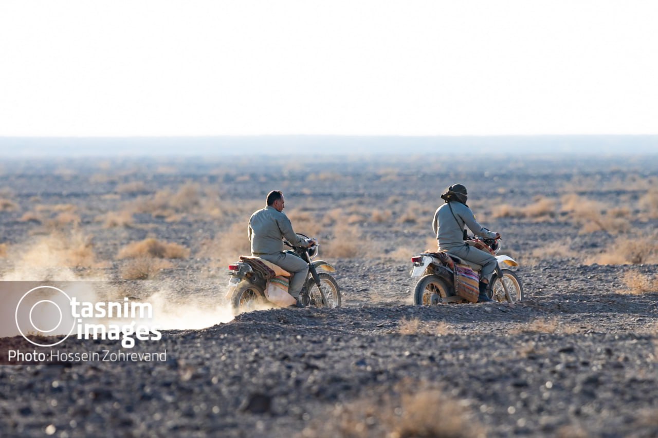 عکس/ احیای گورخر ایرانی در پارک ملی کویر