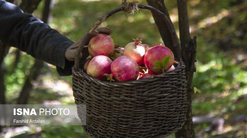 بوی حرم در باغ