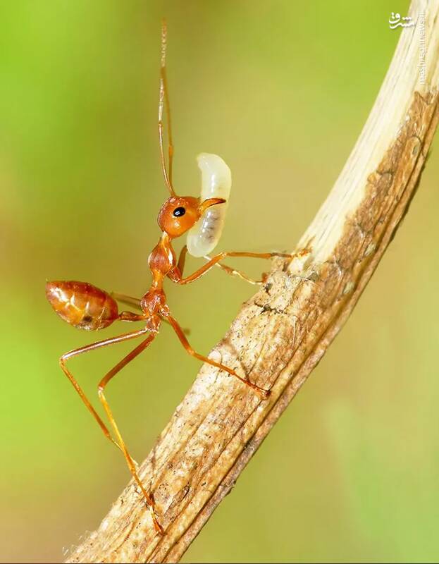 شکار لحظه‌های ناب طبیعت توسط کاربران شبکه‌های اجتماعی