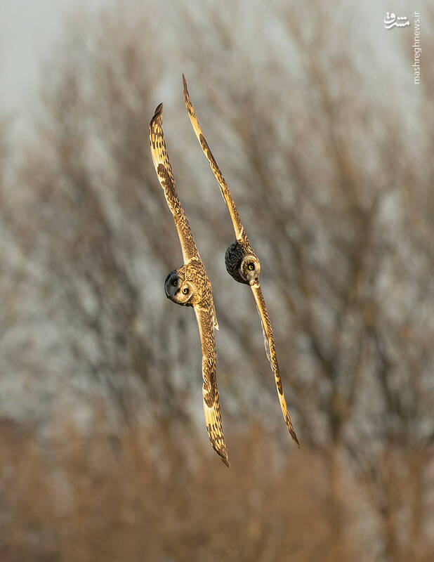 شکار لحظه‌های ناب طبیعت توسط کاربران شبکه‌های اجتماعی