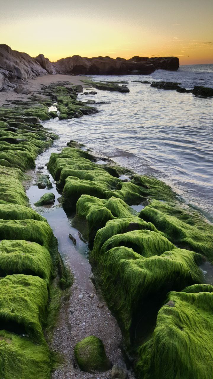 تصاویری دیدنی از ساحل بندر مقام  
