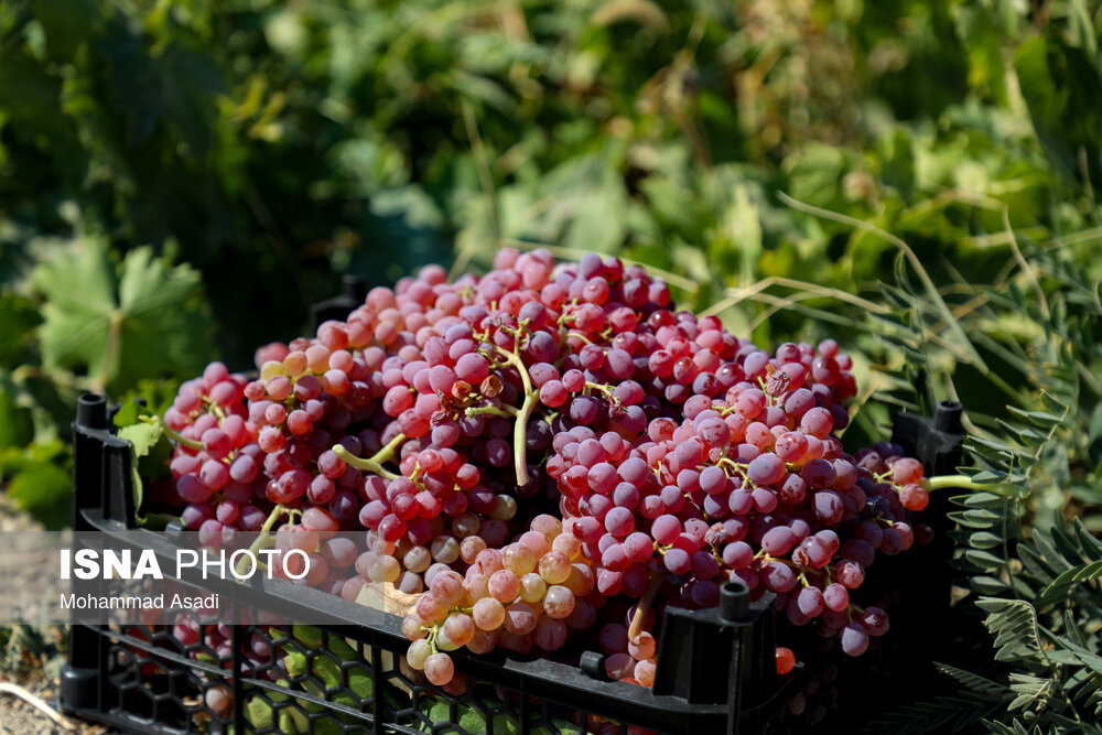 فصل انگور در «هزاوه»