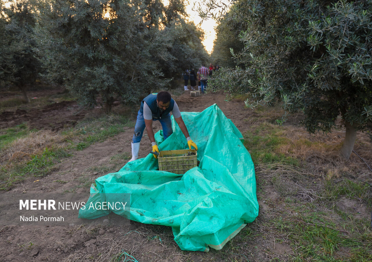 برداشت زیتون از باغات علی‌آباد کتول