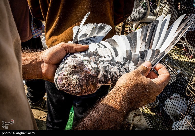 بازار پرنده‌فروشان بجنورد