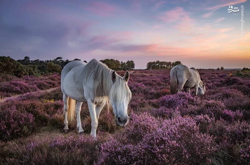 شکار لحظه‌های ناب طبیعت توسط کاربران شبکه‌های اجتماعی