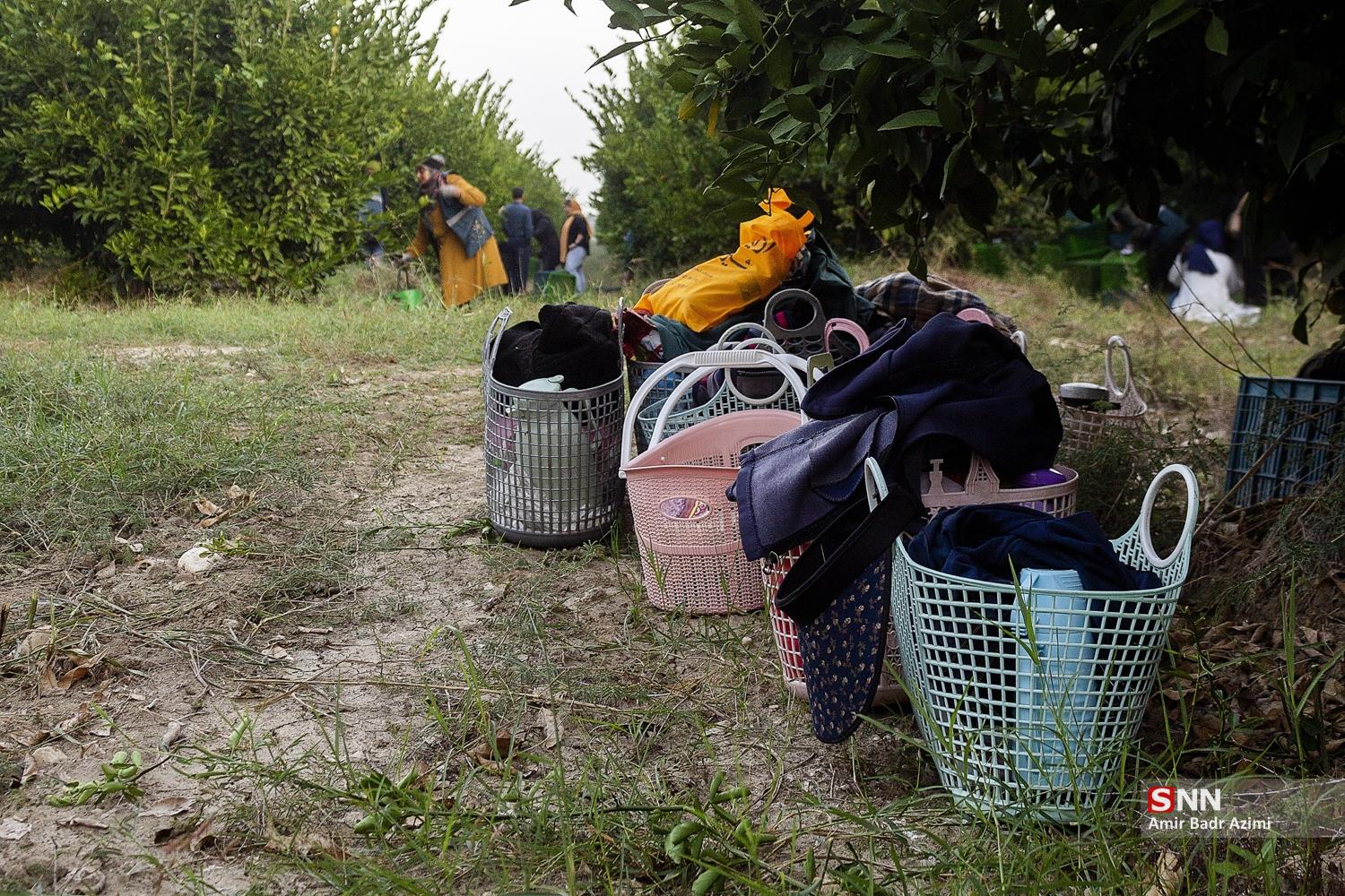 برداشت نارنگی از باغات هاشم‌آباد گرگان