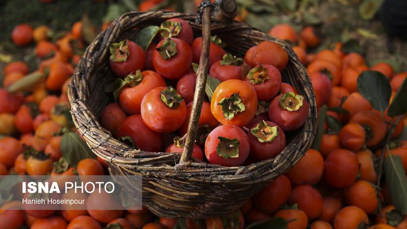 پیشبینی تولید ۳۵۰۰ تن خرمالو در فارس/ سهم ۱۰ درصدی استان در تولید این محصول در کشور