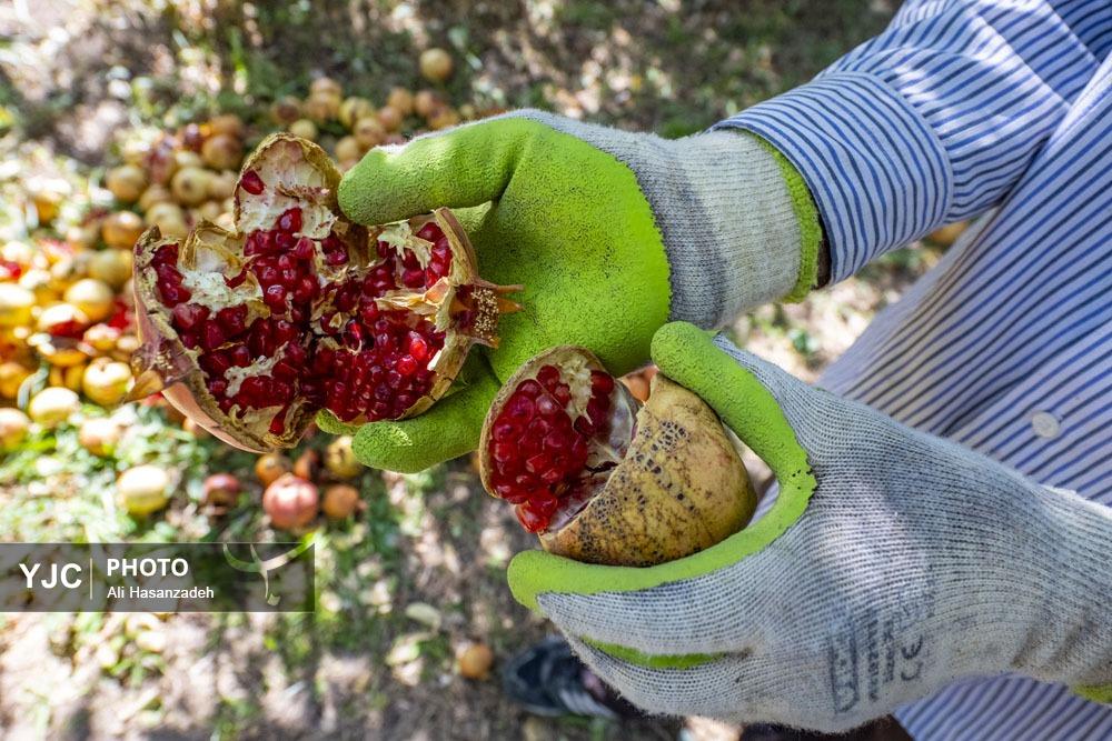 برداشت انار از باغ‌های یزد