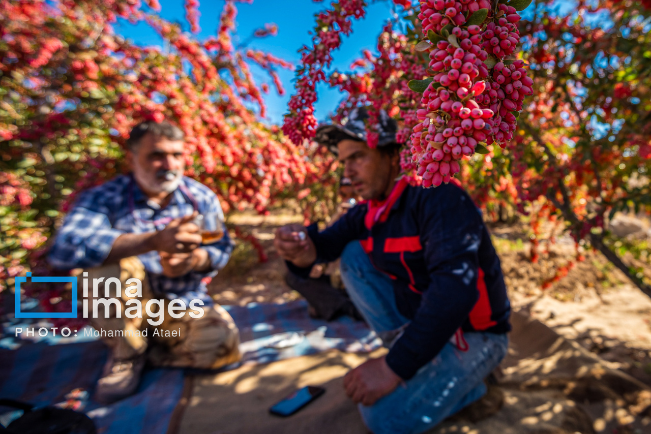 برداشت زرشک در روستای «افین» خراسان جنوبی